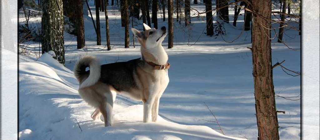 Лайка-лидер среди собак