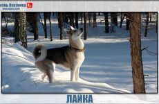 Лайка-лидер среди собак