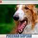 Русская борзая-самая быстрая собака?