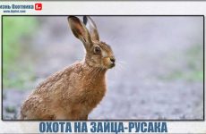 Охота на зайца-русака