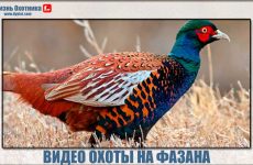 Охота на фазана видео