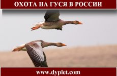 Охота на гуся в России