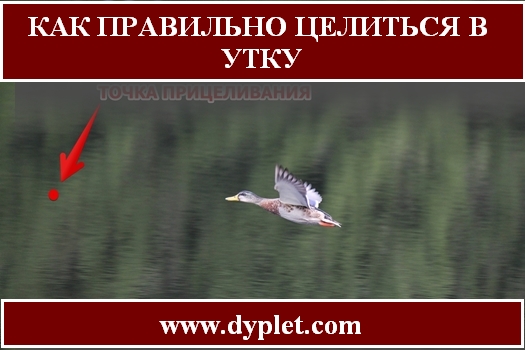 Уток как правильно. Как правильно стрелять утку. Целиться в уток. Как правильно целиться по уткам. Как стрелять в уток на лету.