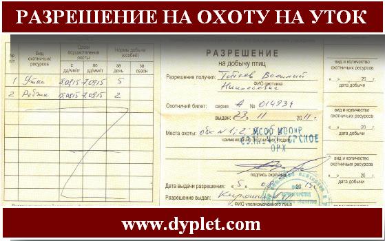 Сдать разрешение на охоту. Лицензия на охоту на уток. Разрешение на охоту на уток. Разрешение на охоту на утку. Заполнение разрешения на охоту.