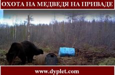 Охота на медведя на приваде