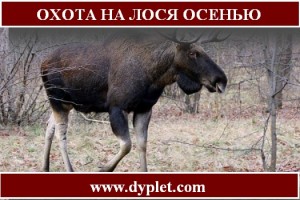 Охота на лося осенью с подхода