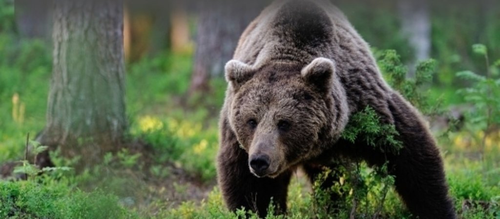 Охота на медведя летом. Какой способ применить?
