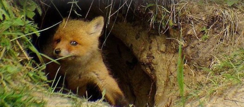 Как найти нору лисы?