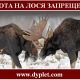 Охота на лося запрещена. Мораторий на 25 лет в Украине