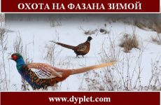 Охота на фазана зимой. Тонкости и особенности