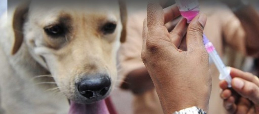 Правила вакцинации собак. Сколько и как это делать?