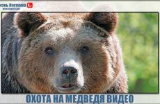 Охота на медведя видео. Опасные моменты и отличные выстрелы