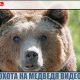 Охота на медведя видео. Опасные моменты и отличные выстрелы