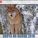 Охота на волка 2018. Видео с подробностями добычи зверя
