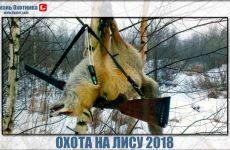 Охота на лису 2018. Обзор видео заслуживает внимания