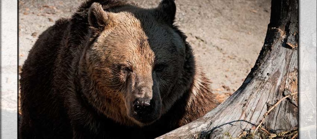 Охота на медведя 2018. Подборка видео с риском для собак и охотников