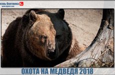 Охота на медведя 2018. Подборка видео с риском для собак и охотников
