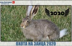 Разноплановая охота на зайца 2020. Новый сезон захватывающих видео
