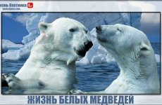 Сверхэкстремальная жизнь белых медведей — повелителей бескрайних северных льдов