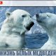 Сверхэкстремальная жизнь белых медведей — повелителей бескрайних северных льдов